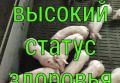 Поросята беконного направления